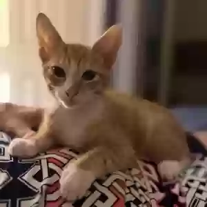 adoptable Cat in West Orange, NJ named Sunshine